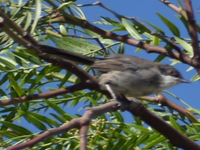 Fauvette mélanocéphale - ML646969657