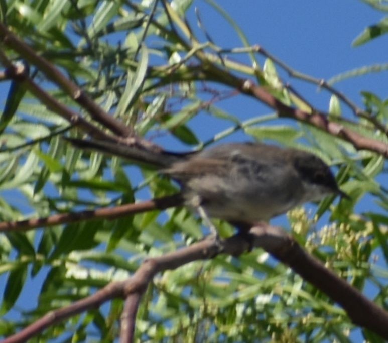 Fauvette mélanocéphale - ML646969658