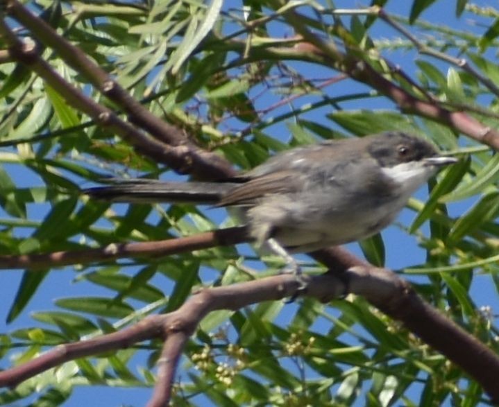 Fauvette mélanocéphale - ML646969659
