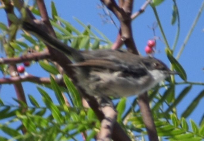 Fauvette mélanocéphale - ML646969660