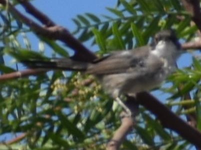 Fauvette mélanocéphale - ML646969661