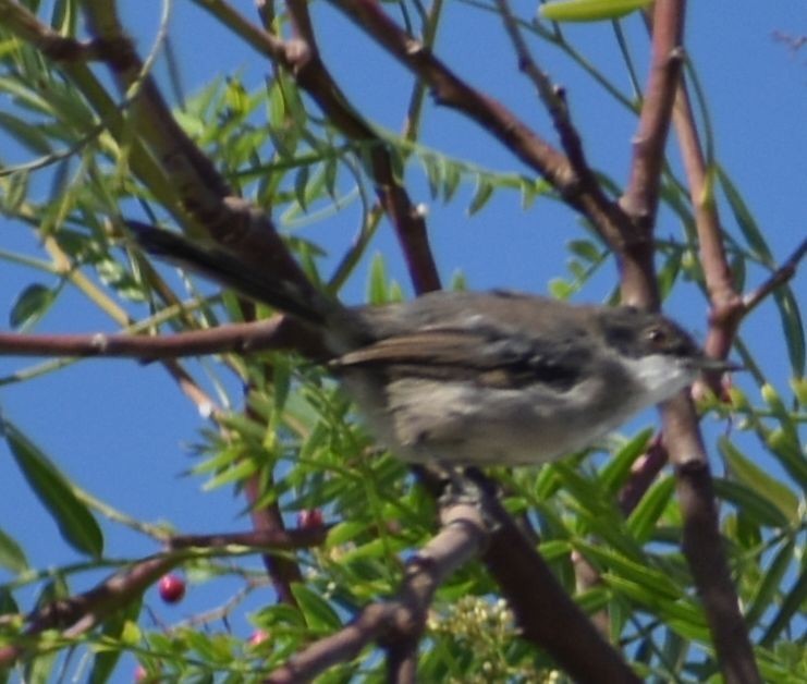 Fauvette mélanocéphale - ML646969662