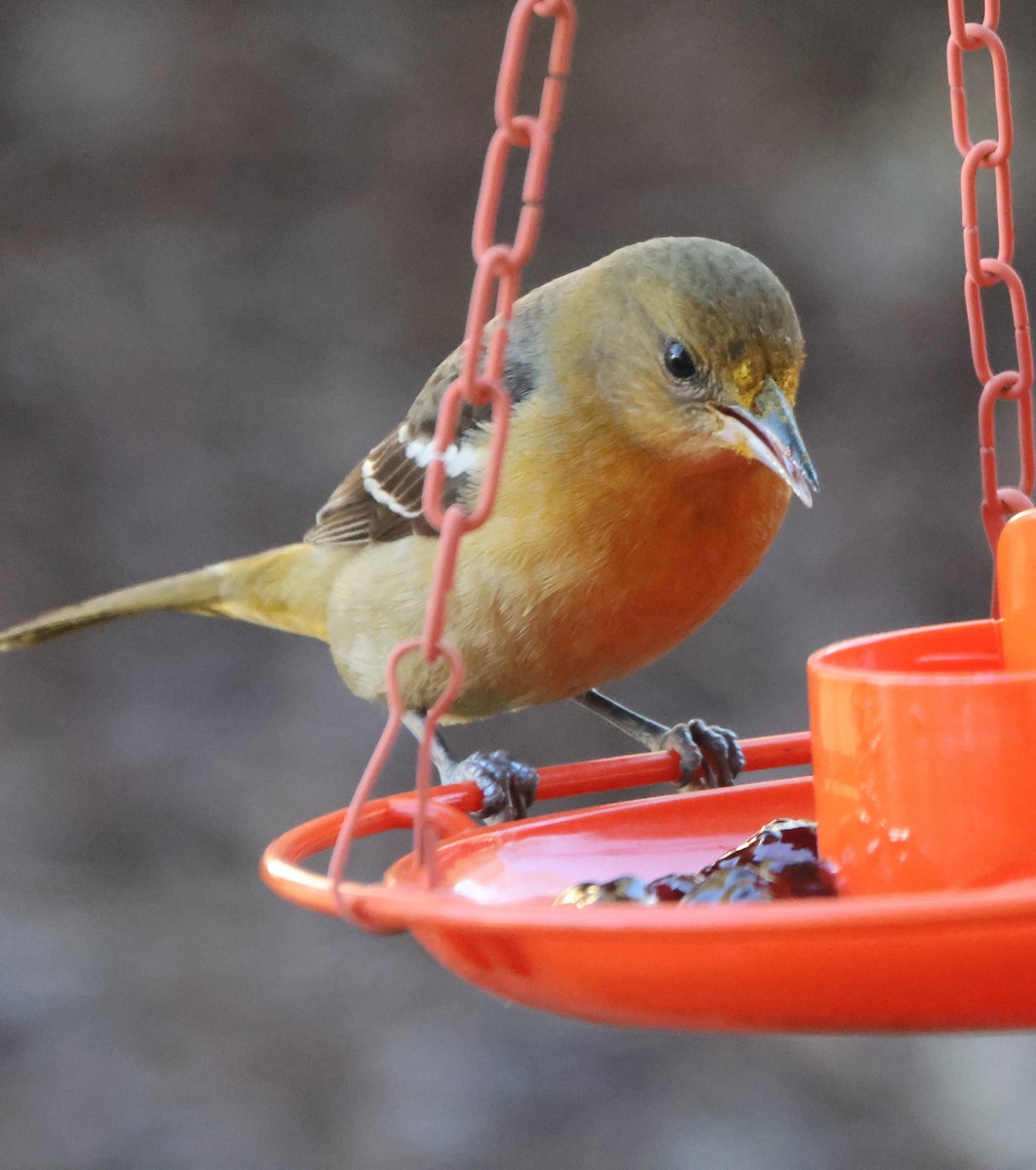 Oriole de Baltimore - ML646969666