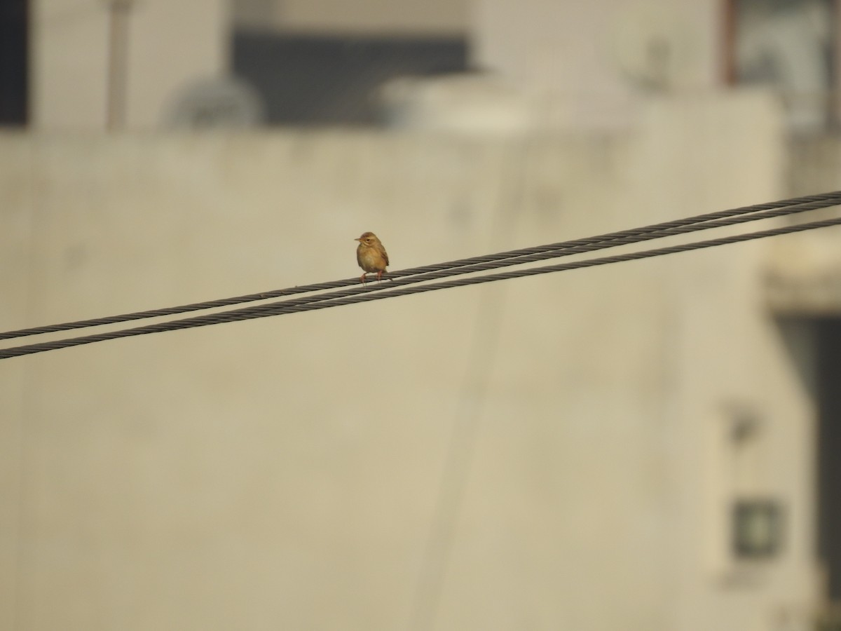 Pipit rousset - ML646969668