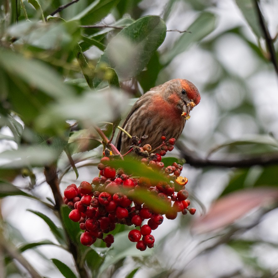 Roselin familier - ML646969669