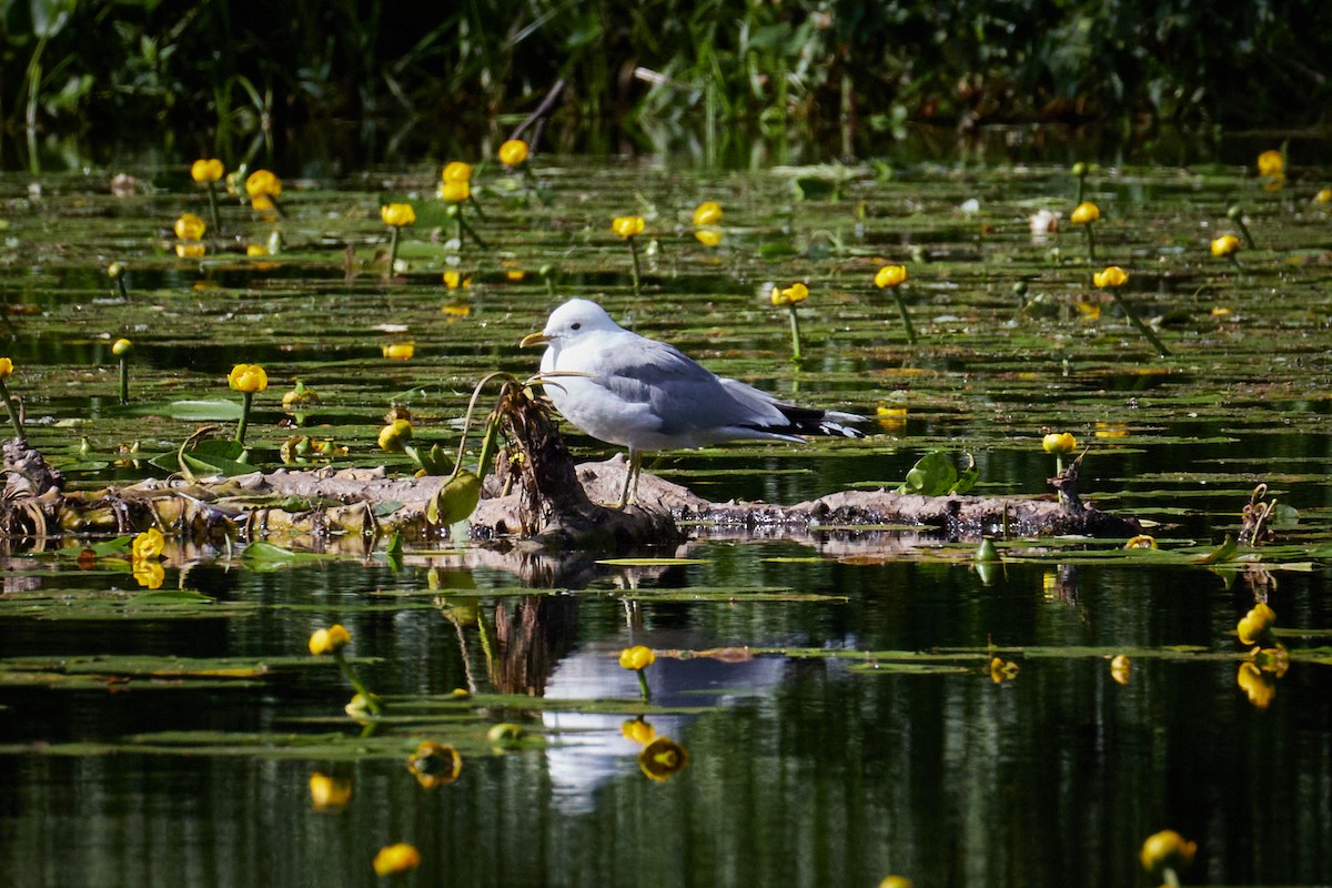 Goéland cendré - ML646969670