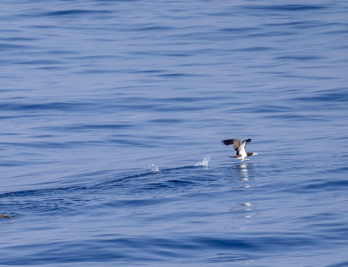 Fou brun - ML646969671