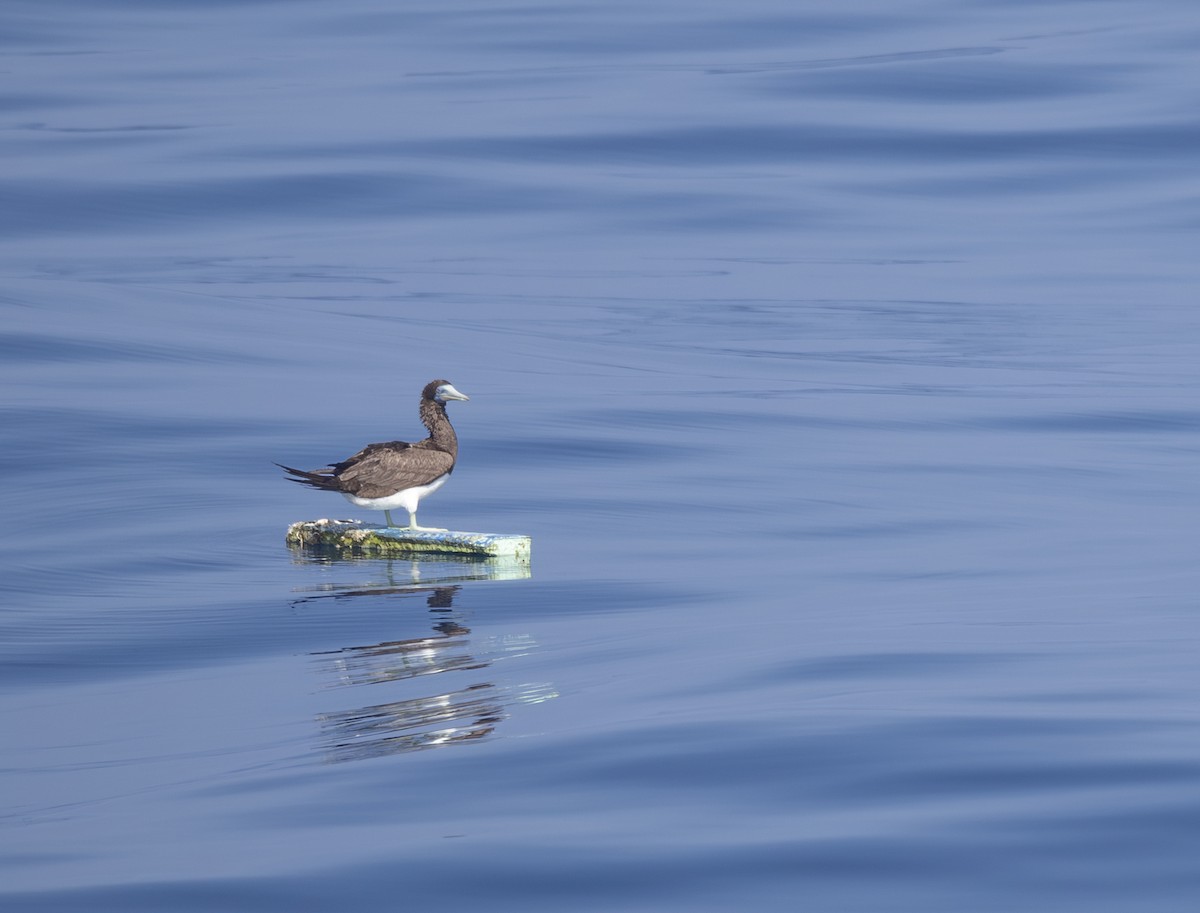 Fou brun - ML646969672