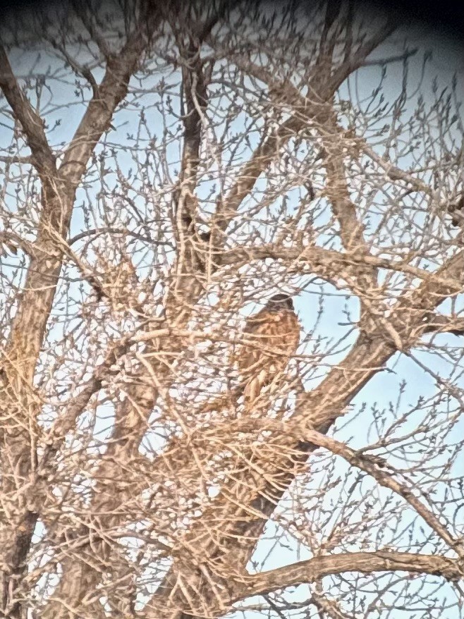 Buse rouilleuse - ML646969673