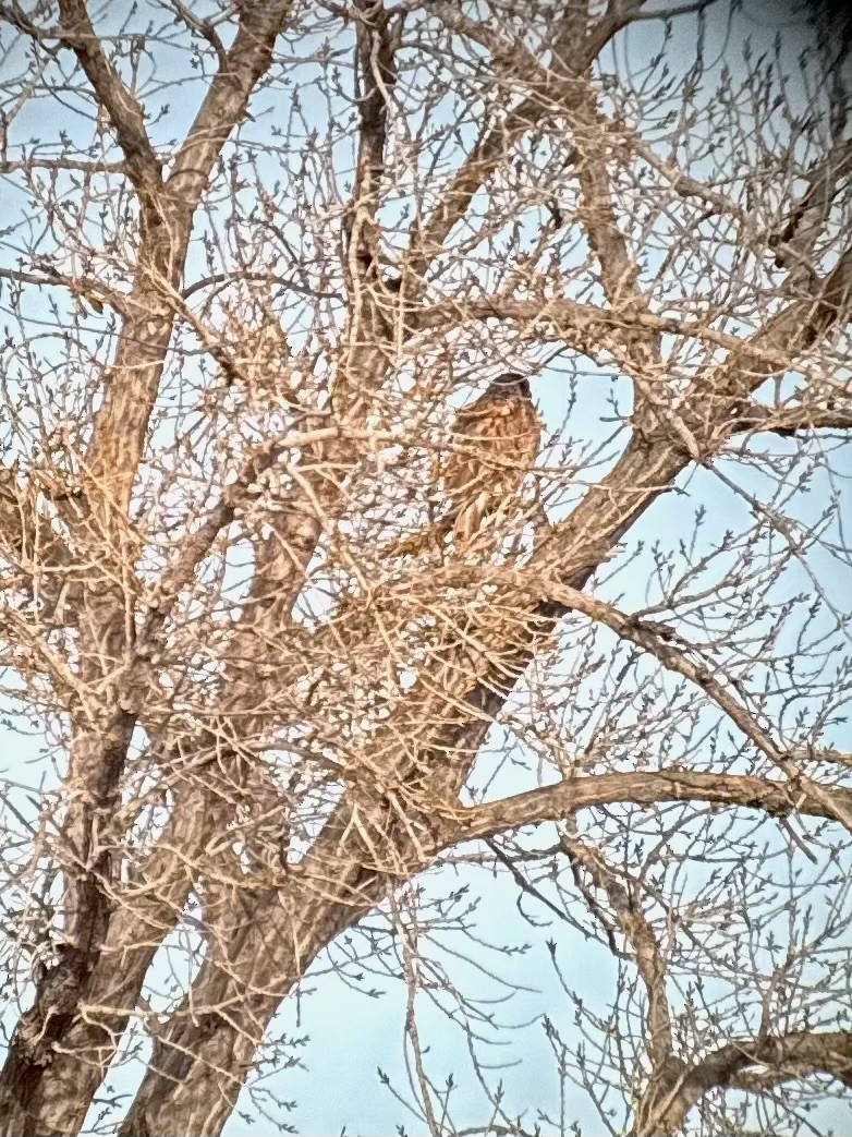 Buse rouilleuse - ML646969674