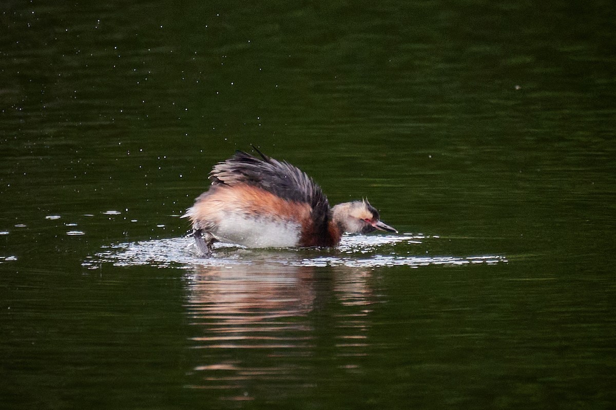 Horned Grebe - ML646969675