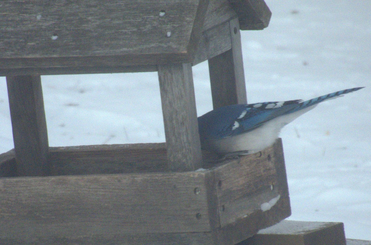 Blue Jay - ML646969679