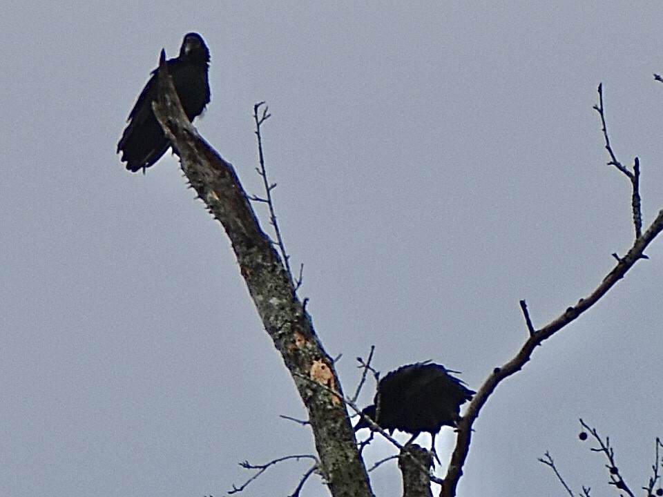 kondor havranovitý - ML646969682