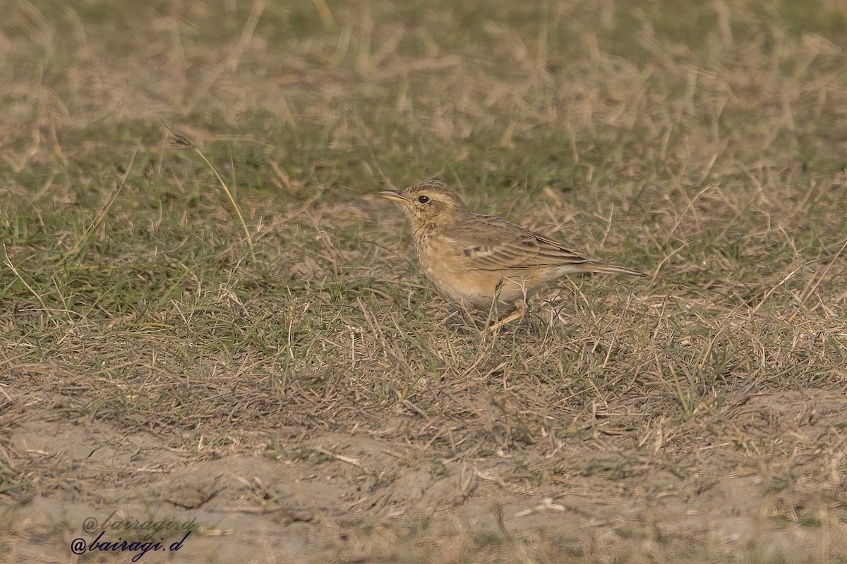 Paddyfield Pipit - ML646969684