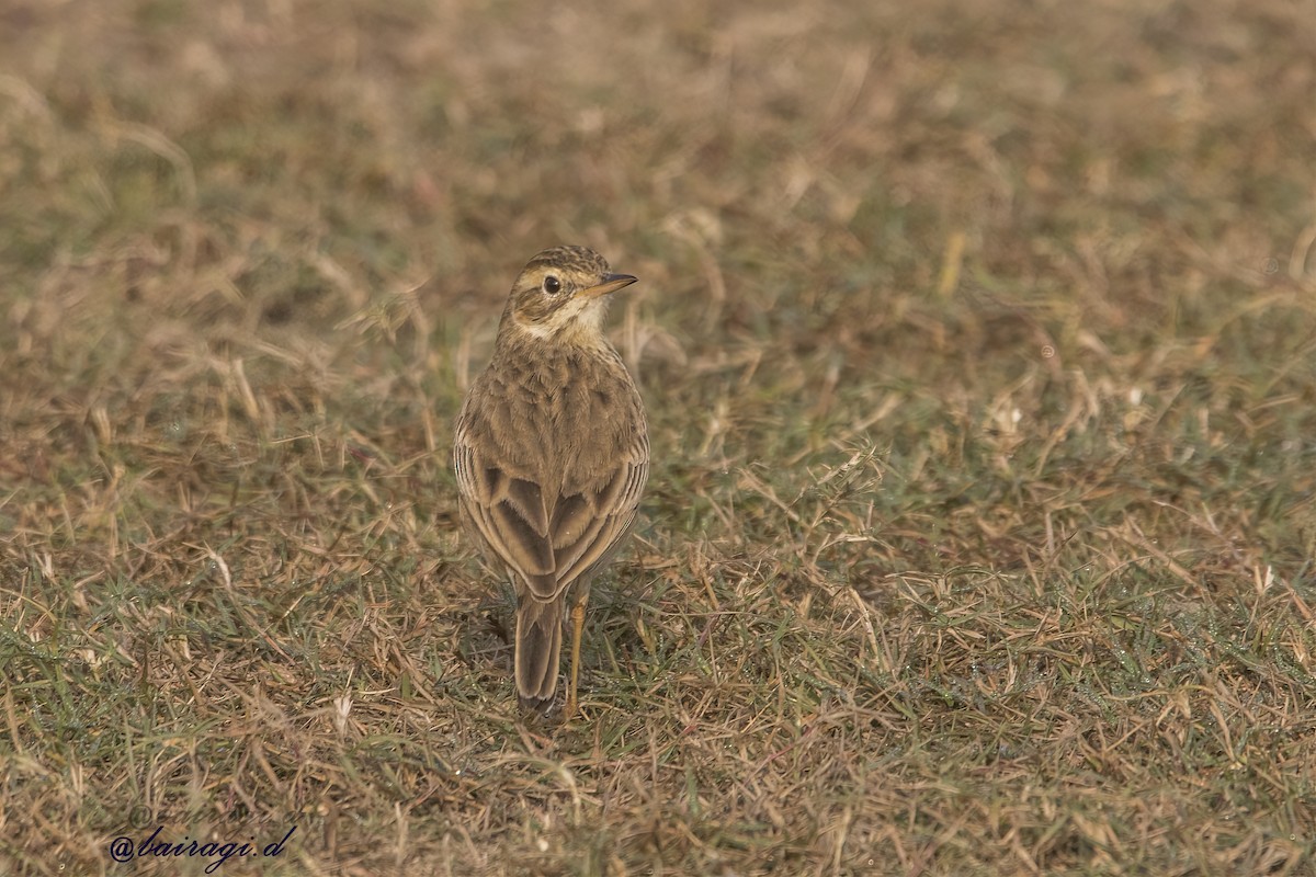 Paddyfield Pipit - ML646969685