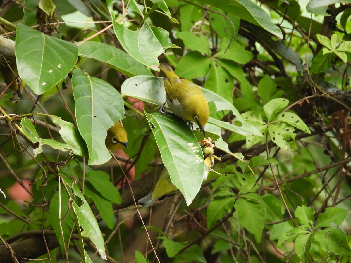 Swinhoe's White-eye - ML646969686