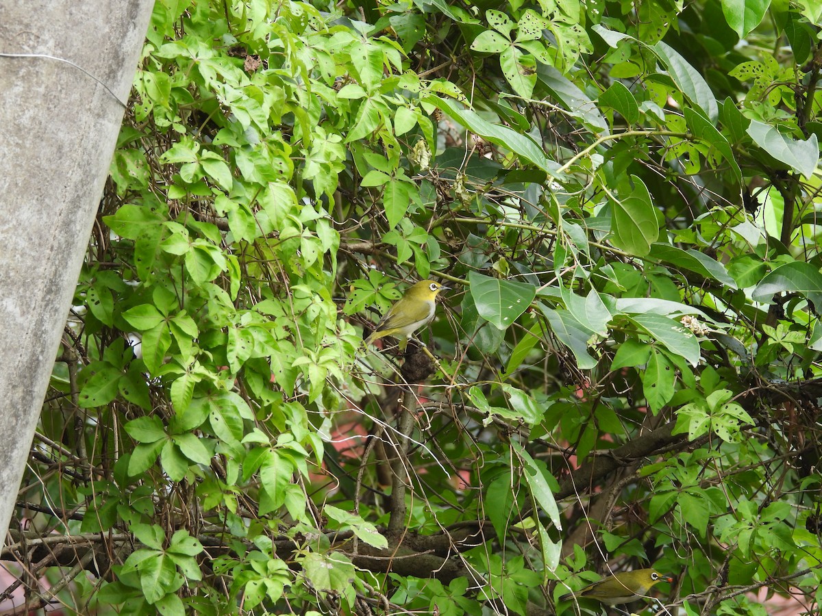 Swinhoe's White-eye - ML646969687