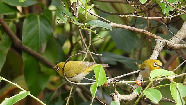 Swinhoe's White-eye - ML646969690