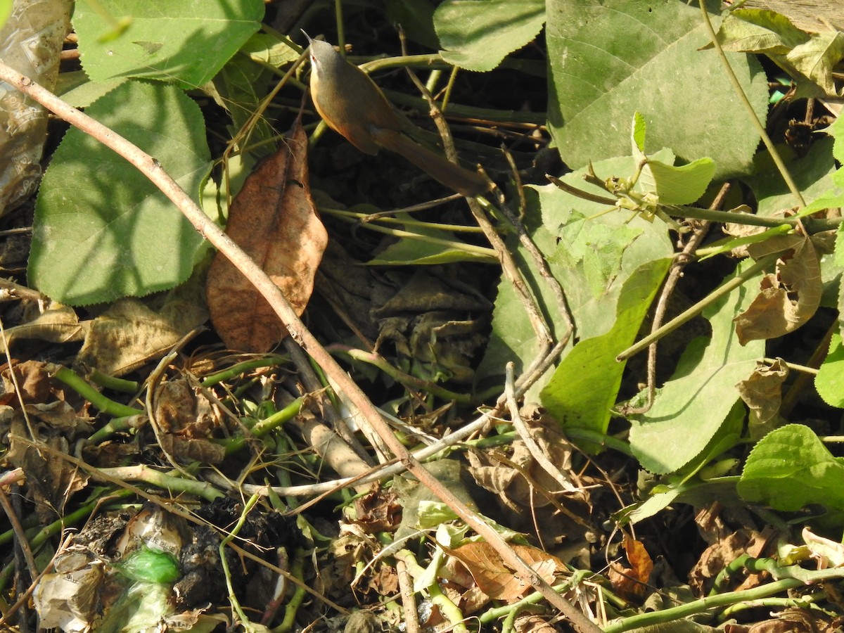 Ashy Prinia - ML646969694