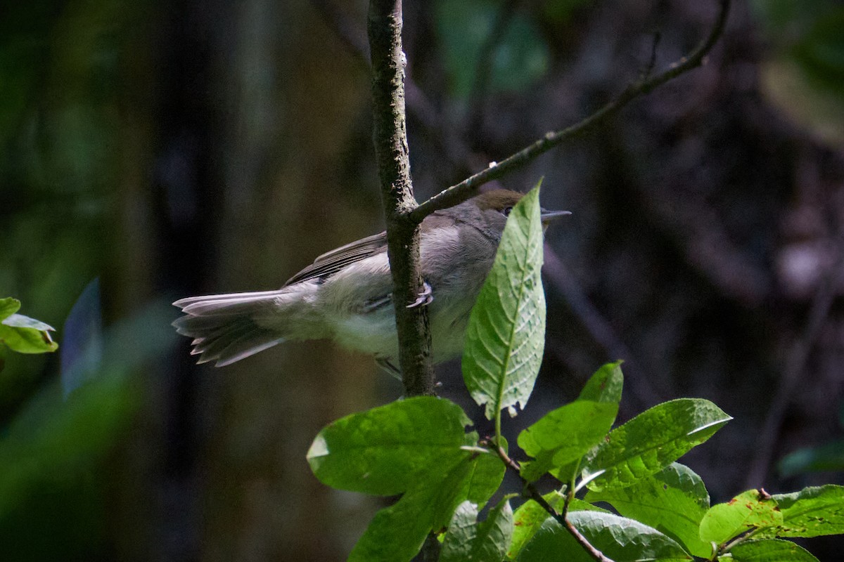 Eurasian Blackcap - ML646969697