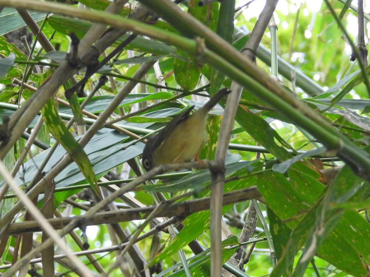 メジロチメドリ - ML646969699