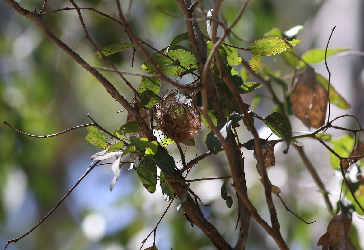 Алая медовка - ML646969700