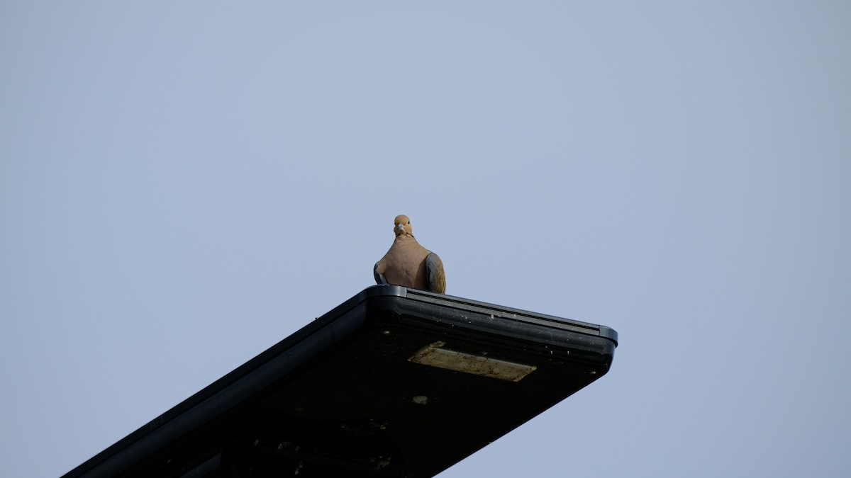 Mourning Dove - ML646969701