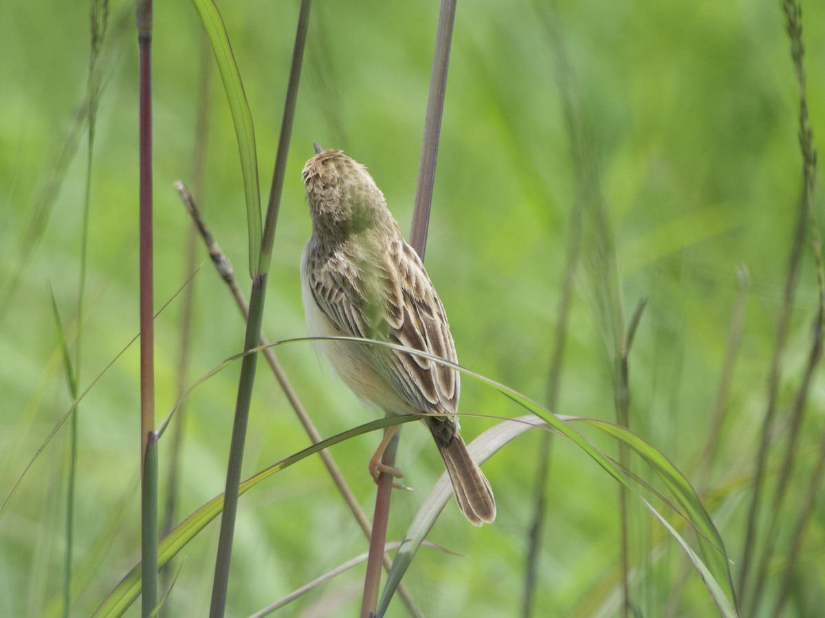 Desert Cisticola - ML646969704