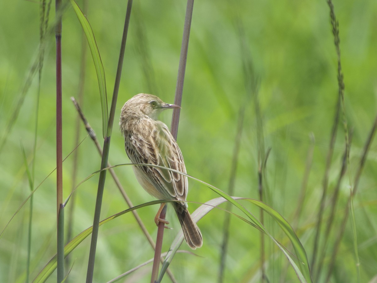 Desert Cisticola - ML646969705