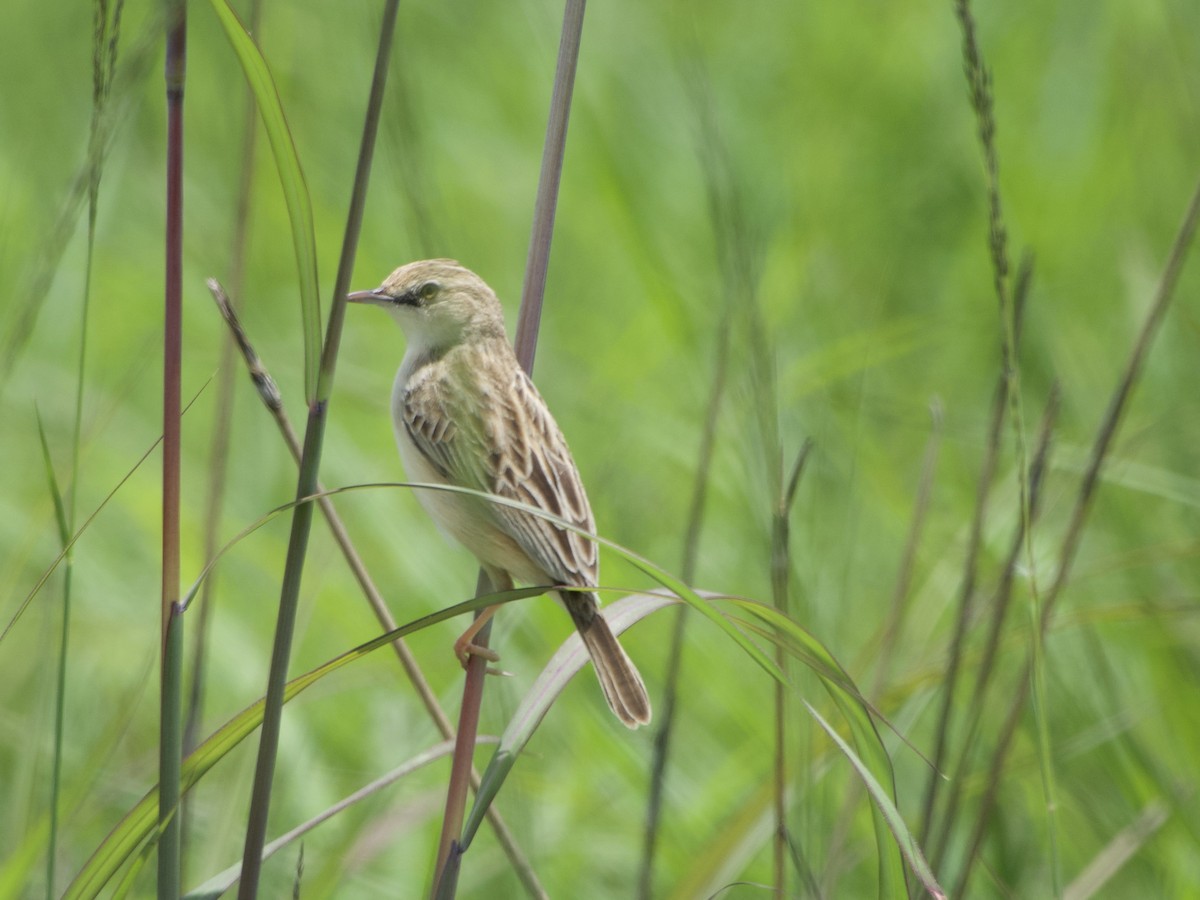 Desert Cisticola - ML646969706