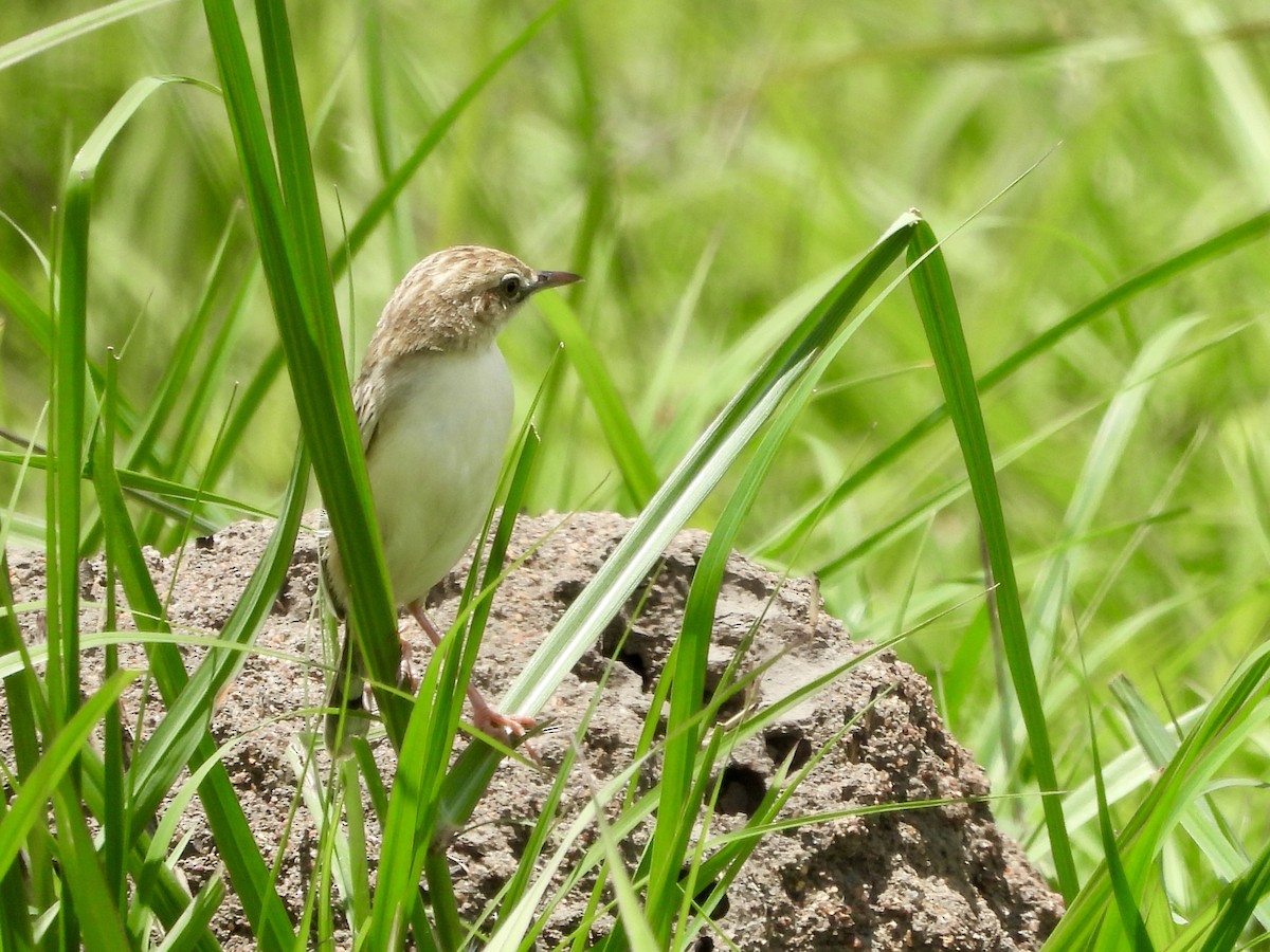 Desert Cisticola - ML646969707
