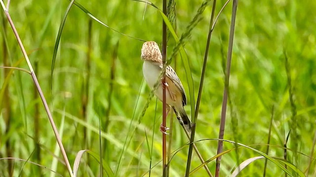Desert Cisticola - ML646969708