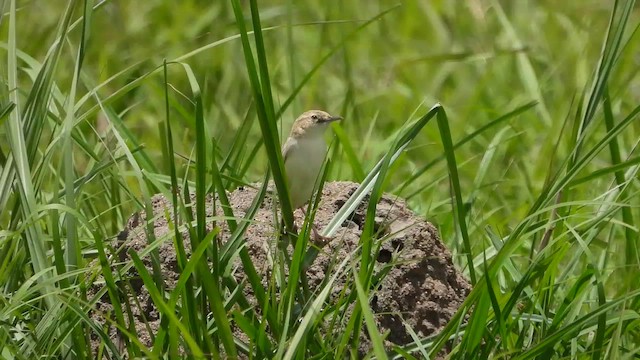 Desert Cisticola - ML646969709