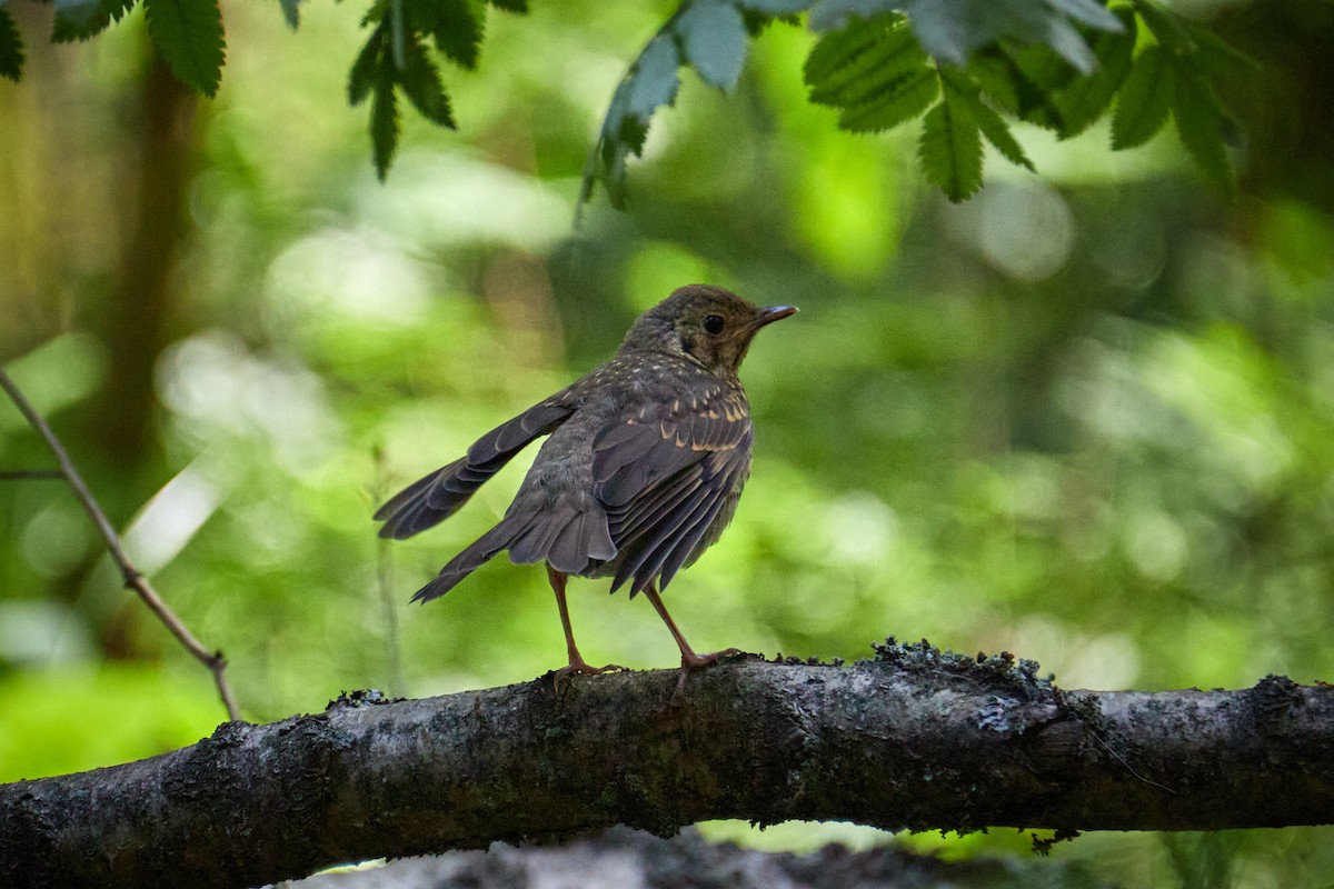 Song Thrush - ML646969710