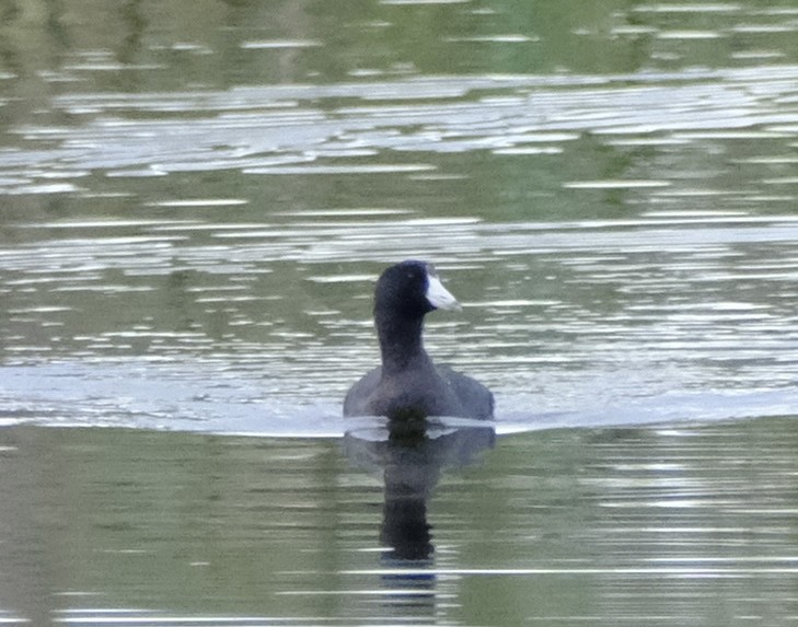 American Coot - ML646969712