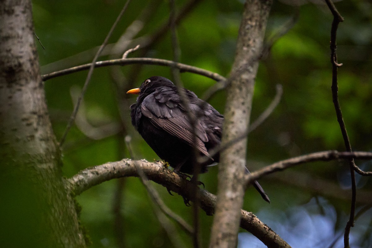 Eurasian Blackbird - ML646969714