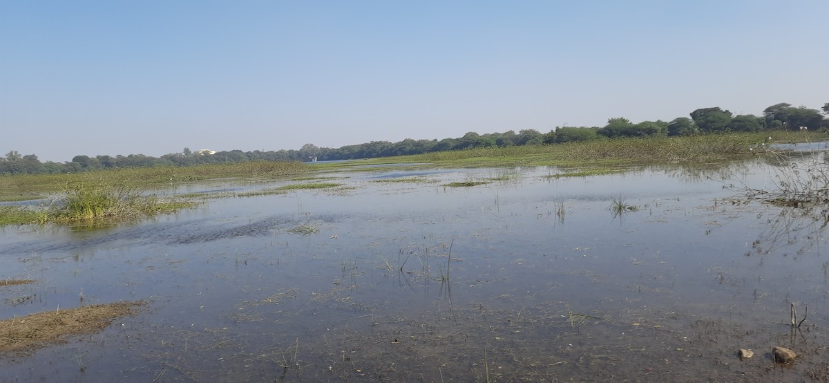 Dere Düdükçünü - ML646969715