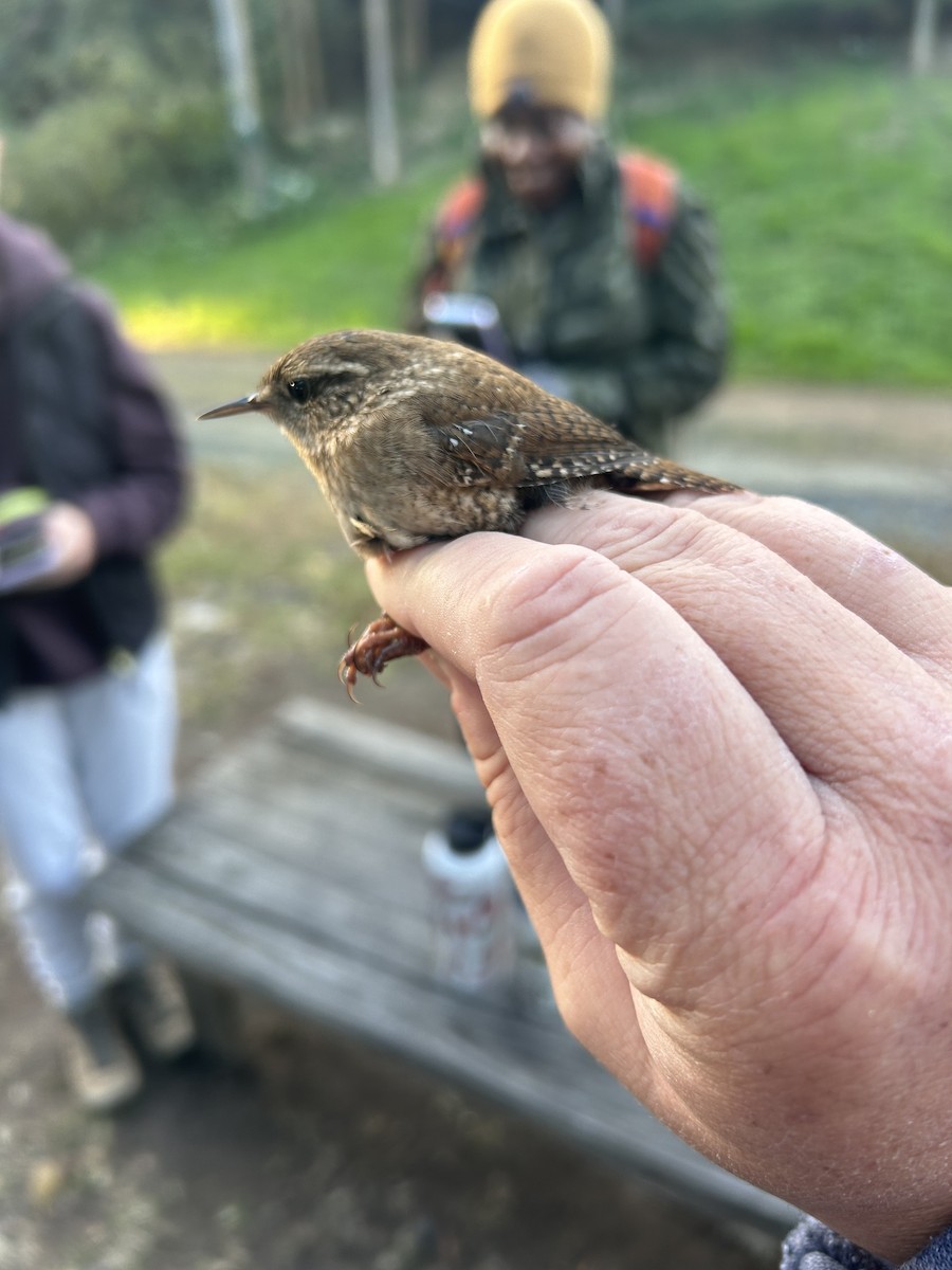 střízlík kanadský - ML646969716