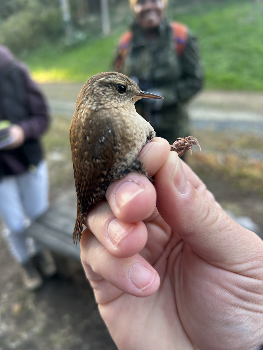 střízlík kanadský - ML646969717