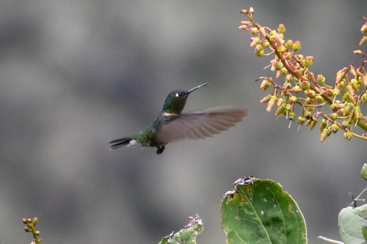 Amethyst-throated Sunangel - ML646969718