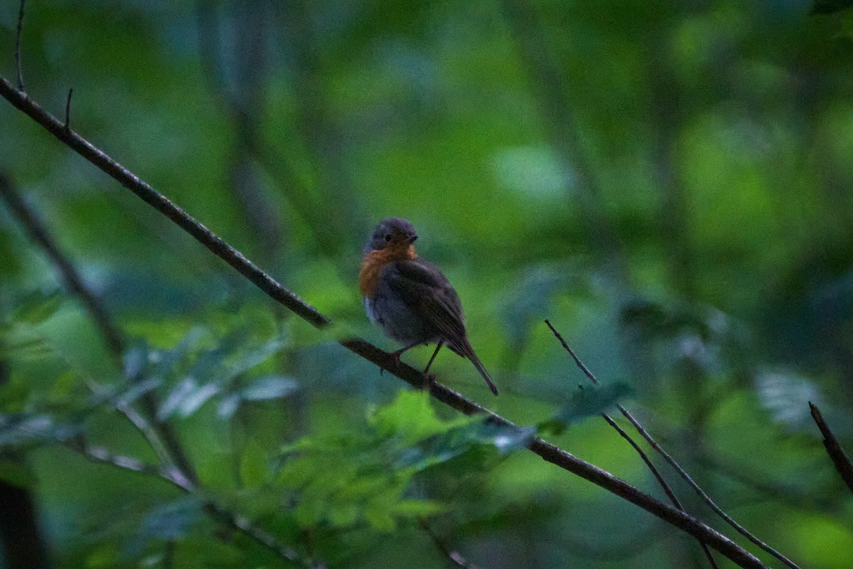 European Robin - ML646969719