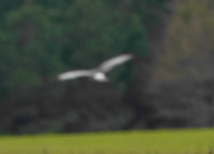 זרון אמריקני - ML646969725