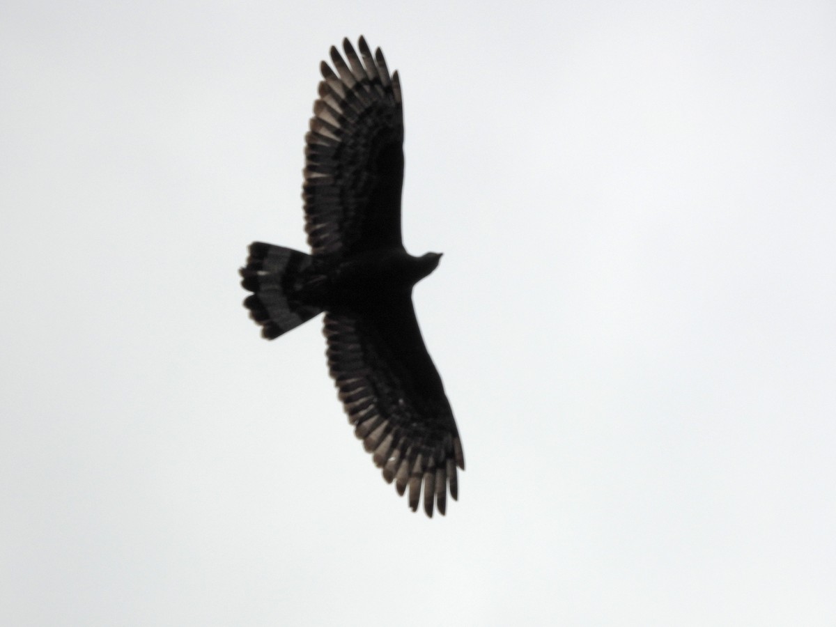 Oriental Honey-buzzard - ML646969726