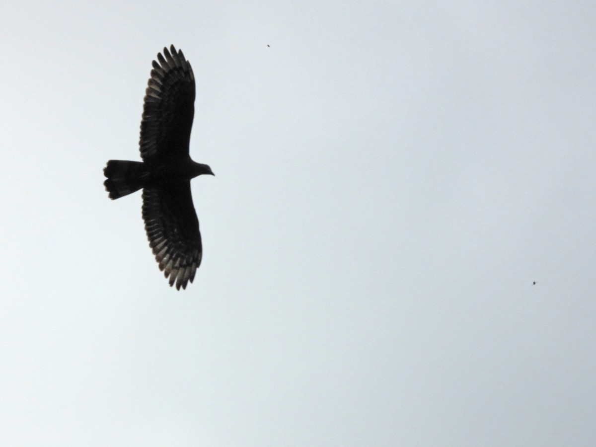 Oriental Honey-buzzard - ML646969727