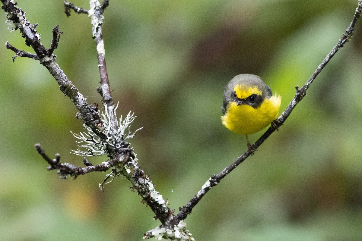 Yellow-bellied Fairy-Fantail - ML646969728