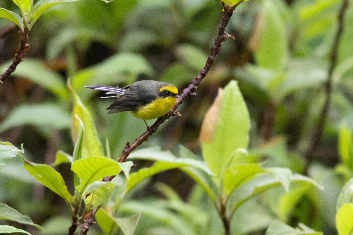 Yellow-bellied Fairy-Fantail - ML646969729