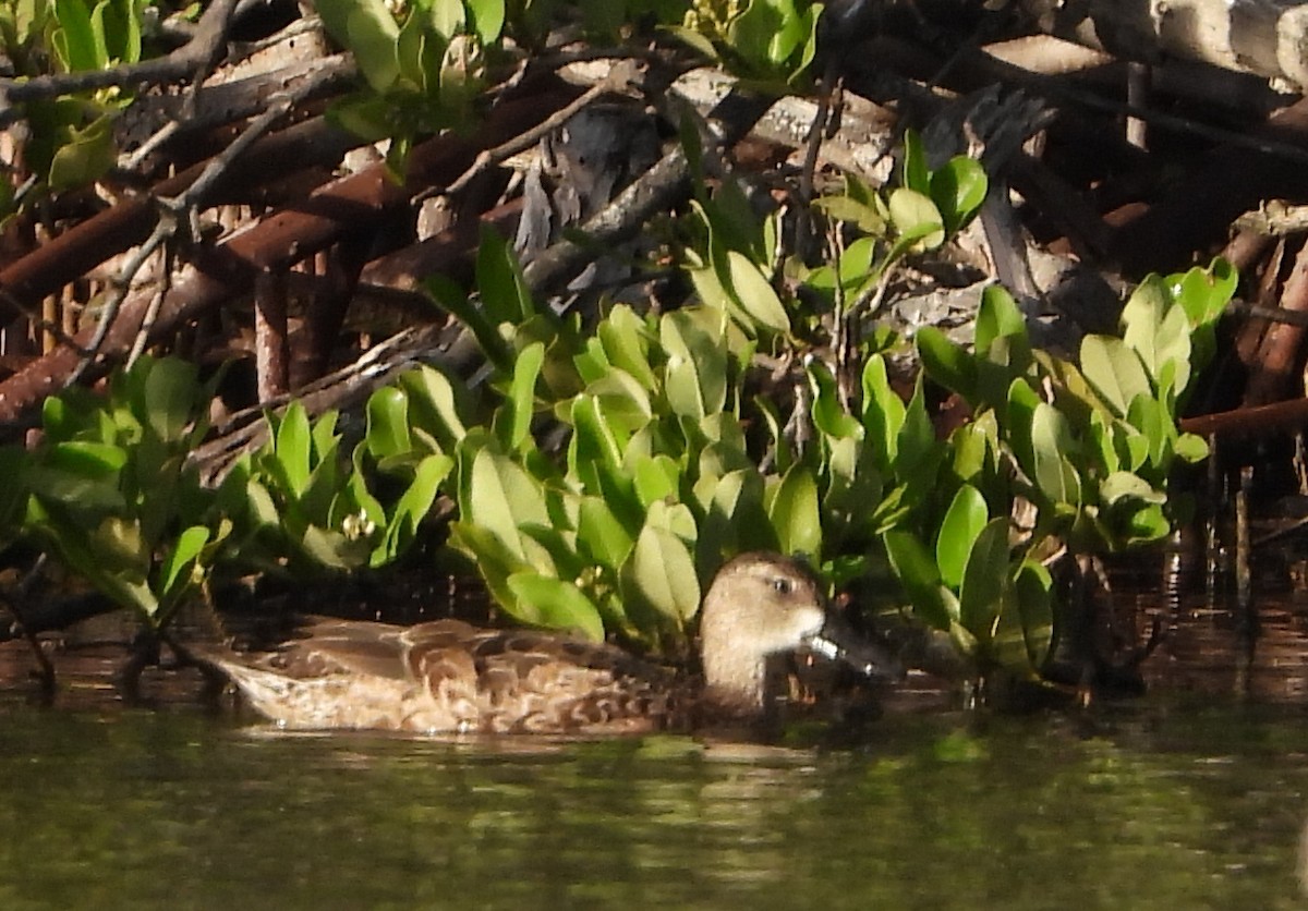 Blue-winged Teal - ML646969730