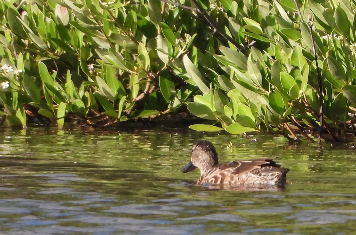 Blue-winged Teal - ML646969731