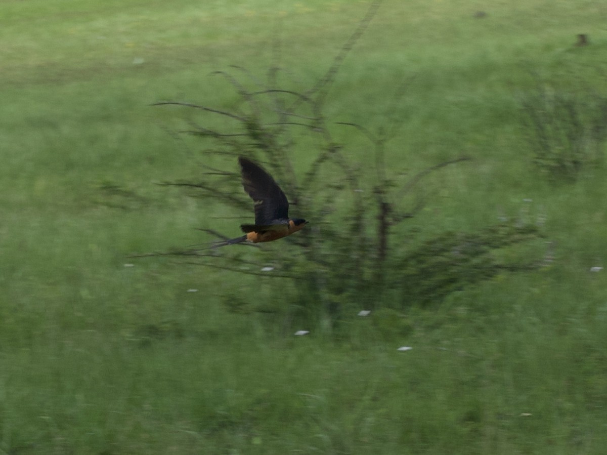 Rufous-chested Swallow - ML646969732