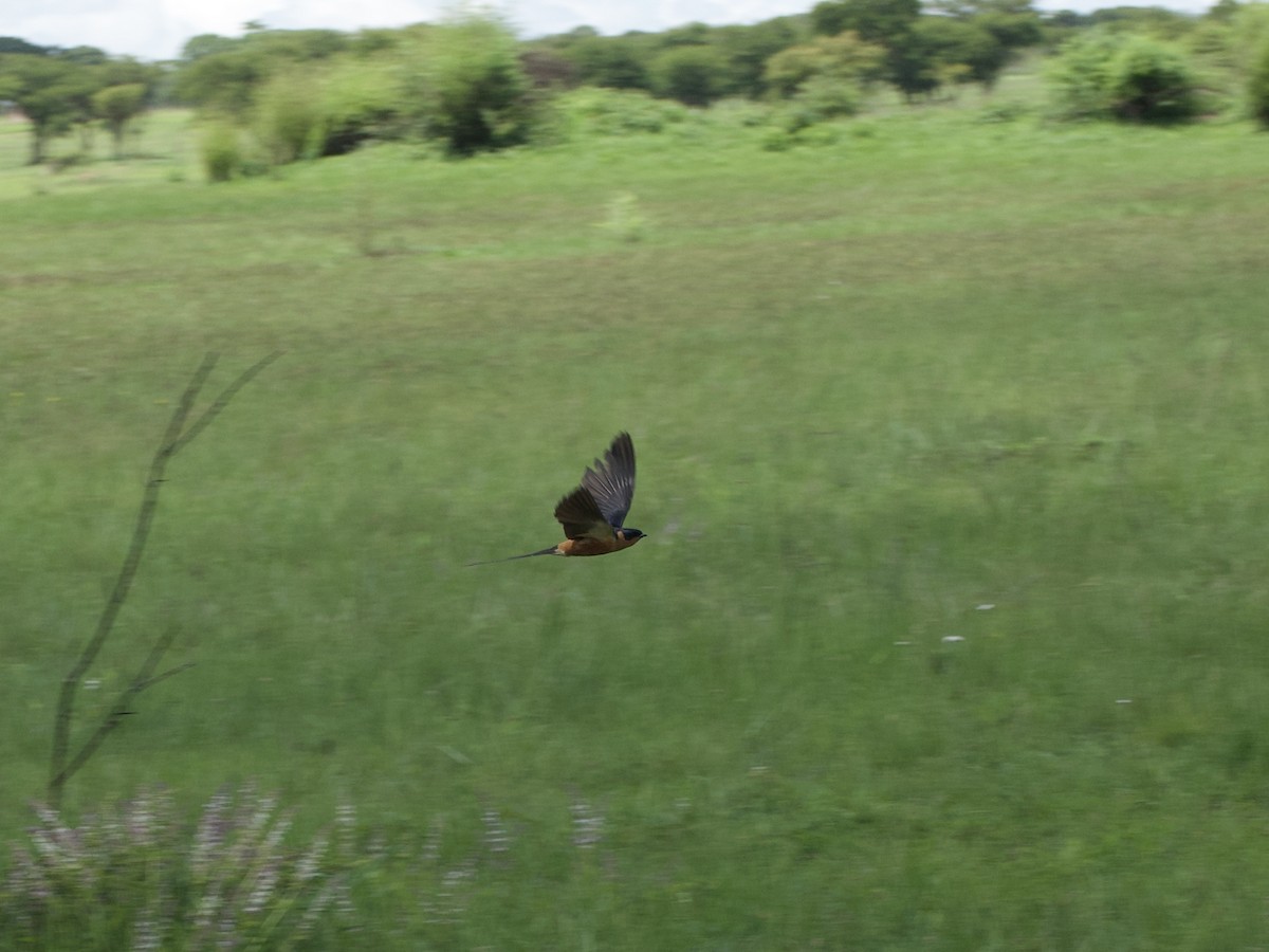 Rufous-chested Swallow - ML646969733